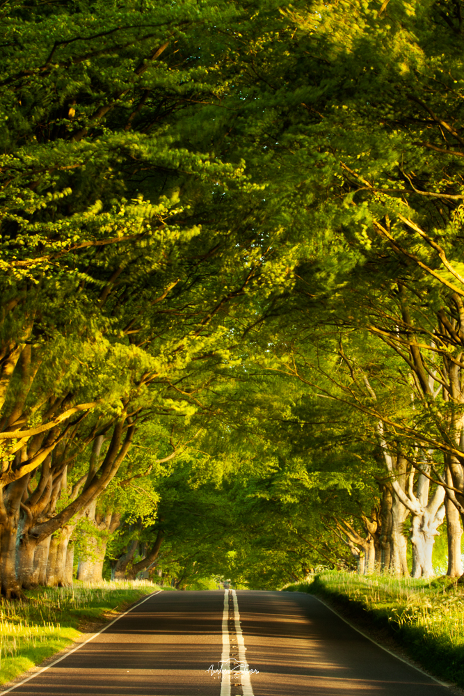 Beech Avenue, Cathedral